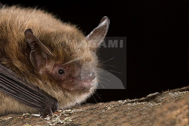 Daubenton's bat, Myotis daubentonii stock-image by Agami/Theo Douma,