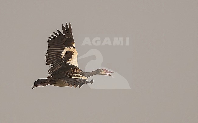 Spur-winged Goose (Plectropterus gambensis) at Djoudj NP, Senegal stock-image by Agami/Eduard Sangster,