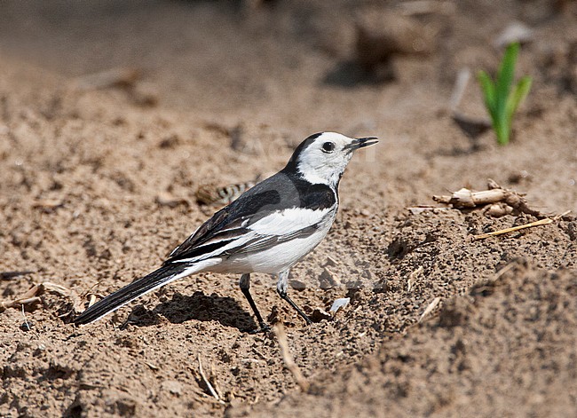 Mannetje Amoerkwikstaart; Male Amur Wagtail stock-image by Agami/Marc Guyt,
