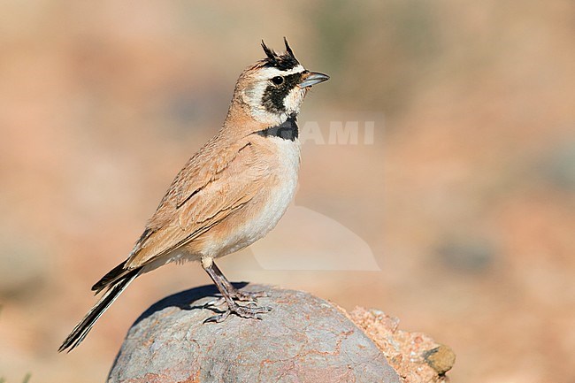 Temminck's Lark (Eremophila bilopha), adult standing on a rock stock-image by Agami/Saverio Gatto,
