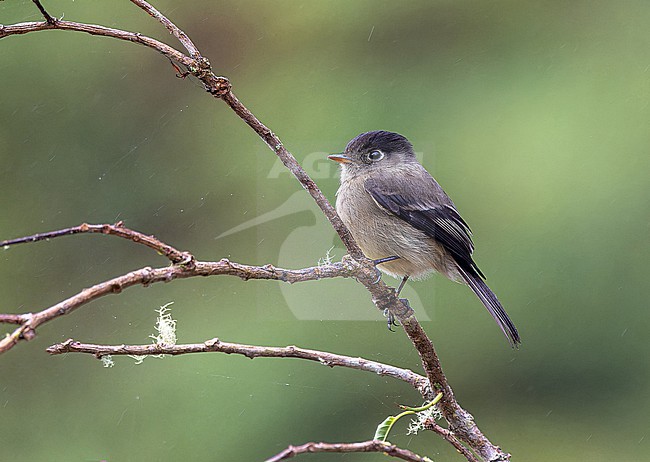 Black-capped Flycatcher (Empidonax atriceps) in Panama. stock-image by Agami/Pete Morris,