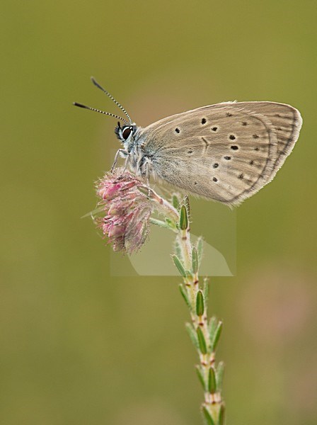 Slapend gentiaanblauwtje / Sleeping Alcon Blue stock-image by Agami/Bas Mandos,