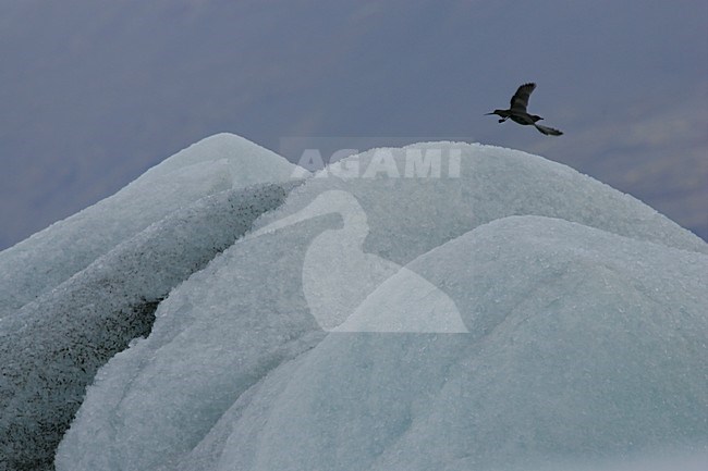 Kleine Jager in ijzig landschap; Parasitic Jaeger in icy landscape stock-image by Agami/Menno van Duijn,