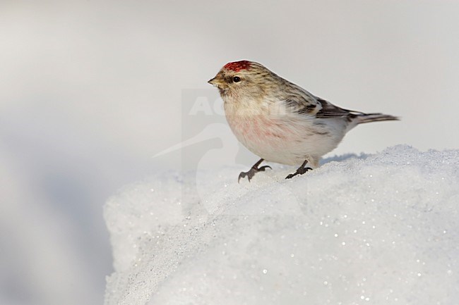 Mannetje Witstuitbarmsijs in de winter; Male Arctic Redpoll in winter stock-image by Agami/Arie Ouwerkerk,