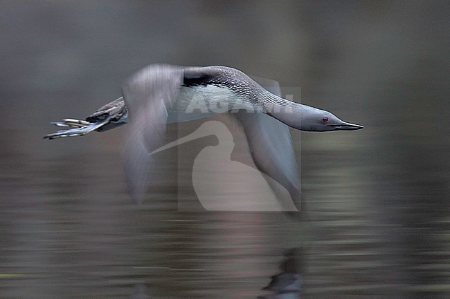 Roodkeelduiker, Red-Throated Diver stock-image by Agami/Jari Peltomäki,