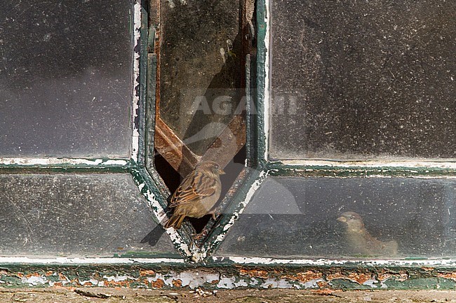 Huismus; House Sparrow; Passer domesticus stock-image by Agami/Menno van Duijn,