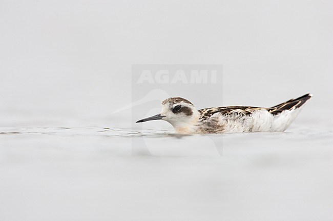 Eerste winter Grauwe Franjepoot; First winter Red-necked Phalarope stock-image by Agami/Menno van Duijn,