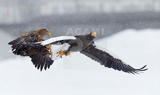 Volwassen Stellers zeearend in vlucht, Adult Stellers Sea-eagle in flight stock-image by Agami/Markus Varesvuo,