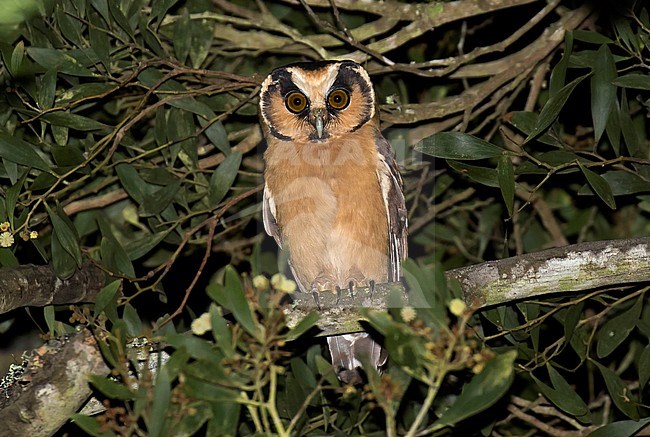 Buff-fronted Owl (Aegolius harrisii) perched in a tree in rain forest of Ecuador during the night. Looking alert. stock-image by Agami/Dani Lopez-Velasco,
