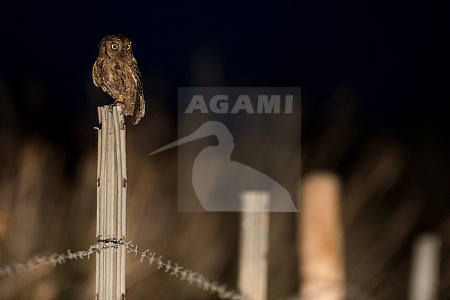 Eurasian Scops-Owl - Zwergohreule - Otus scops scops, France (Corsica), adult stock-image by Agami/Ralph Martin,