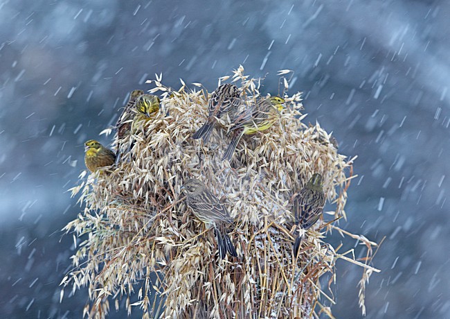 Geelgors, Yellowhammer, Emberiza citrinella stock-image by Agami/Jari Peltomäki,