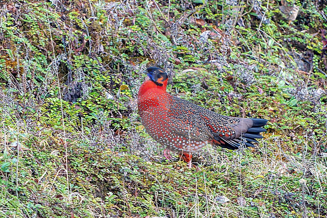 Adult male Satyr Tragopan, Tragopan satyra, in Nepal. Also known as the crimson horned pheasant. stock-image by Agami/Dani Lopez-Velasco,
