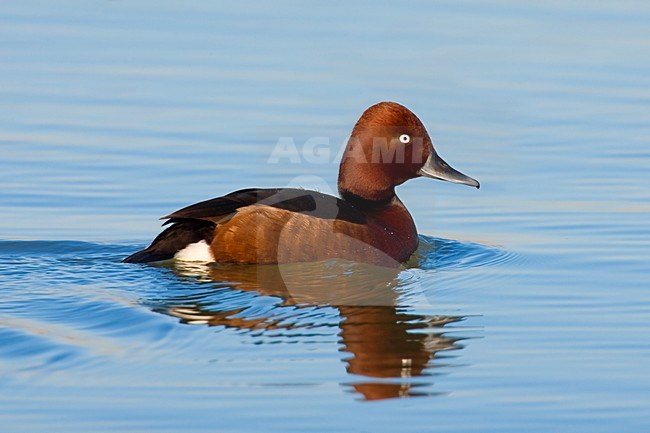 Witoogeend mannetje zwemmend; Ferruginous Duck male swimming stock-image by Agami/Daniele Occhiato,