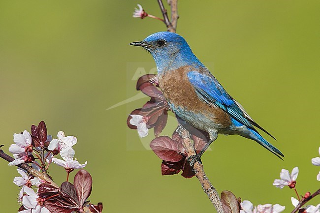 Adult male
Los Angeles Co., CA
March 2013 stock-image by Agami/Brian E Small,