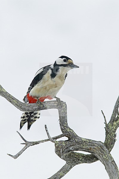 Great Spotted Woodpecker perched on a tree in winter; Grote bonte Specht zittend op een boom in de winter stock-image by Agami/Jari Peltomäki,