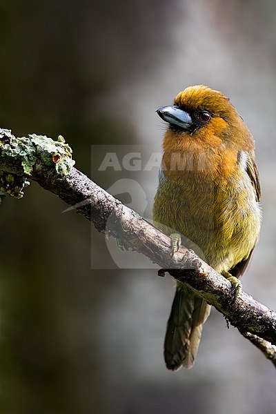 Prong-billed Barbet (Semnornis frantzii) perched on a branch in a rainforest in Panama. stock-image by Agami/Dubi Shapiro,