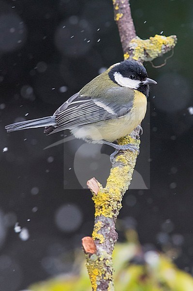 Great Tit (Parus major), adult perched on a branch stock-image by Agami/Saverio Gatto,