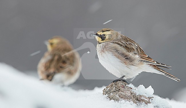 Shore Lark (Eremophila alpestris) on Utö island in Finland. Standing on a small rock with snow on the ground. Another lark in the background. stock-image by Agami/Markus Varesvuo,