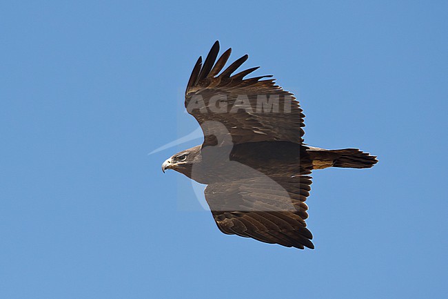 adult steppe eagle (Aquila nipalensis) in the blue sky above Sanetti Plateau at Bale Mountains in Ethiopia stock-image by Agami/Mathias Putze,