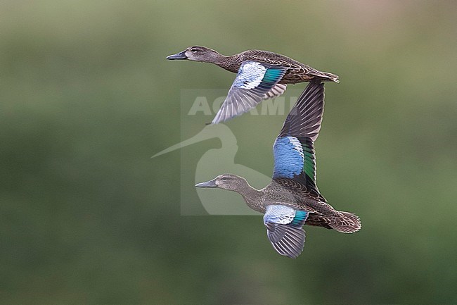 Blue-winged Teal; Anas discors stock-image by Agami/Daniele Occhiato,