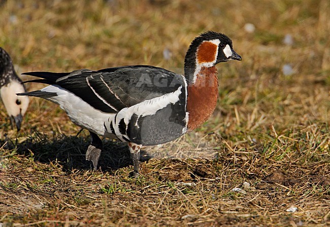Roodhalsgans foeragerend; Red-breasted Goose foraging stock-image by Agami/Markus Varesvuo,