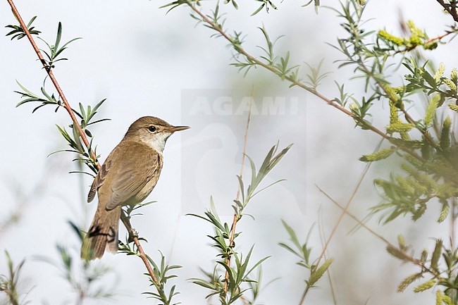 Adult Large-billed Reed-warbler (Acrocephalus orinus) in Tajikistan. One of world’s least known species of bird. stock-image by Agami/Ralph Martin,