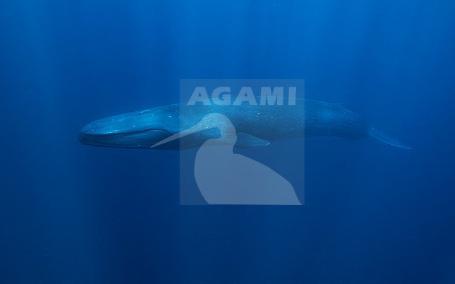 Blue Whale (Balaenoptera musculus ssp brevicauda) swimming with pectoral fins in. stock-image by Agami/Lennart Verheuvel,