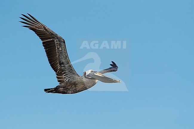 Subadult Brown Pelican (Pelecanus occidentalis) in full breeding plumage flying along the coast of Galveston County, Texas, during spring. Showing under wing. stock-image by Agami/Brian E Small,