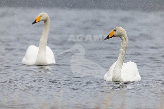 Whooper Swan (Cygnus cygnus), pair swimming in a lake, Finnmark, Norway stock-image by Agami/Saverio Gatto,