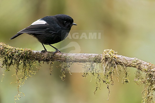 White-winged Robin (Peneothello sigillata) Perched on a branch in Papua New Guinea stock-image by Agami/Dubi Shapiro,