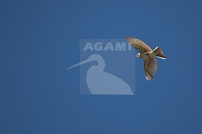 An adult Asian Short-toed Lark (Alaudala cheleensis) singing in flight, photographed from below against the blue sky stock-image by Agami/Mathias Putze,