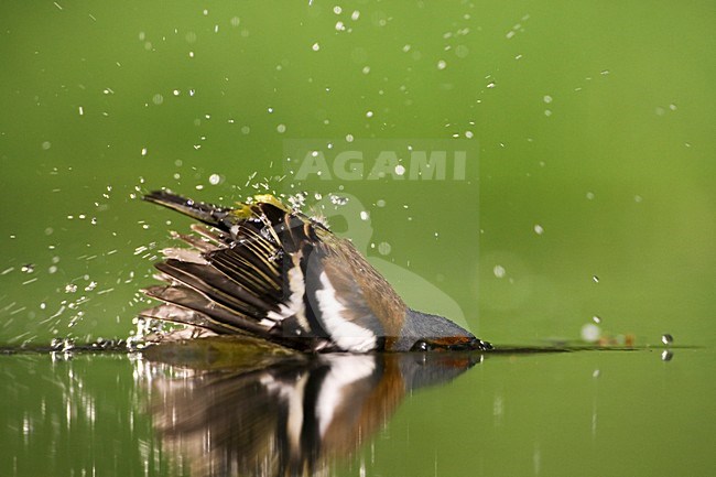 Mannetje Vink badderend bij drinkplaats; Male Common Chaffinch bathing at drinking site stock-image by Agami/Marc Guyt,