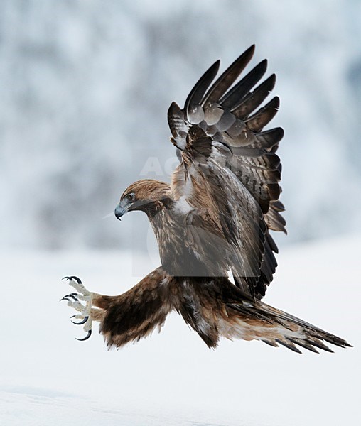 Vliegende Steenarend in de winter; Flying Golden Eagle in winter stock-image by Agami/Markus Varesvuo,