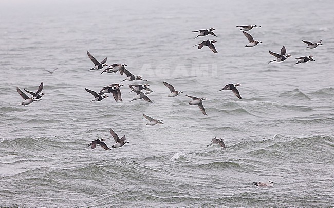 Large flock of Long-tailed Duck (Clangula hyemalis), male and female, winter plumage, in flight. stock-image by Agami/Lennart Verheuvel,