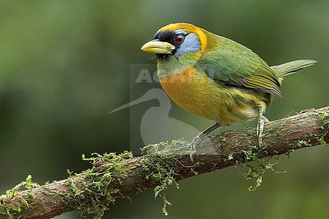 Red-headed Barbet (Eubucco bourcierii) perched on a branch in Colombia, South America. stock-image by Agami/Glenn Bartley,