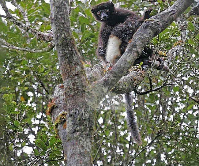 Endangered Milne-Edwards's sifaka (Propithecus edwardsi), or Milne-Edwards's simpona, is a large arboreal, diurnal lemur endemic to the eastern coastal rainforest of Madagascar. stock-image by Agami/Pete Morris,