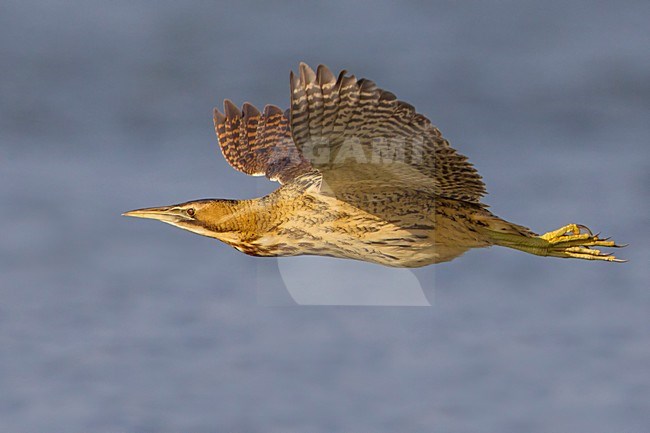 Roerdomp; Great Bittern; Botaurus stellaris stock-image by Agami/Daniele Occhiato,