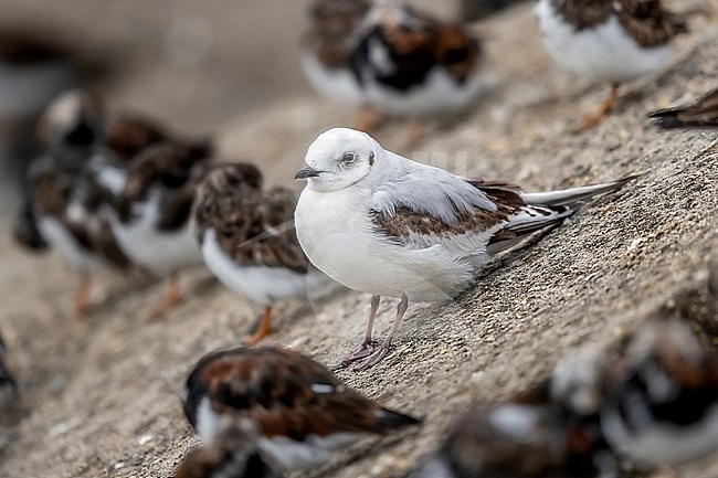 First winter moulting to fisrt summer Ross's Gull (Rhodostethia rosea) sitting on a block of Scheveningen pier, Zuid-Holland, the Netherlands. stock-image by Agami/Vincent Legrand,