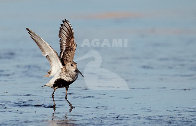 VolwassenBonte Strandloper in zomerkleed aan de kust; Adult Dunlin in breeding plumage on the coast stock-image by Agami/Markus Varesvuo,