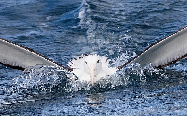 Adult Northern Royal Albatross (Diomedea sanfordi) landing at sea off the Chatham Islands, New Zealand. Almost going under water. stock-image by Agami/Marc Guyt,