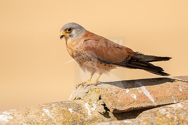 Lesser Kestrel (Falco naumanni) in Spain. Adult male sitting on old barn in Spanish rural area. stock-image by Agami/Oscar Díez,