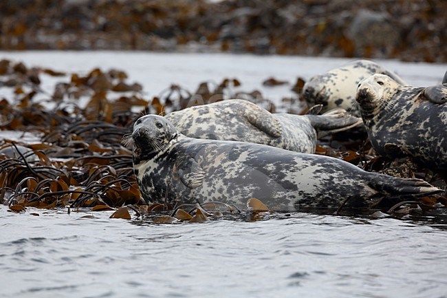 Rustende Grijze Zeehonden, Resting Grey Seals stock-image by Agami/Chris van Rijswijk,