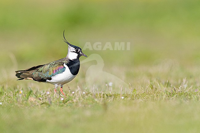  stock-image by Agami/Menno van Duijn,