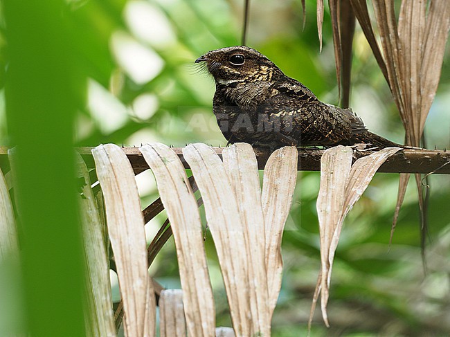 Andaman nightjar (Caprimulgus andamanicus) on the Andaman islands off India. stock-image by Agami/James Eaton,