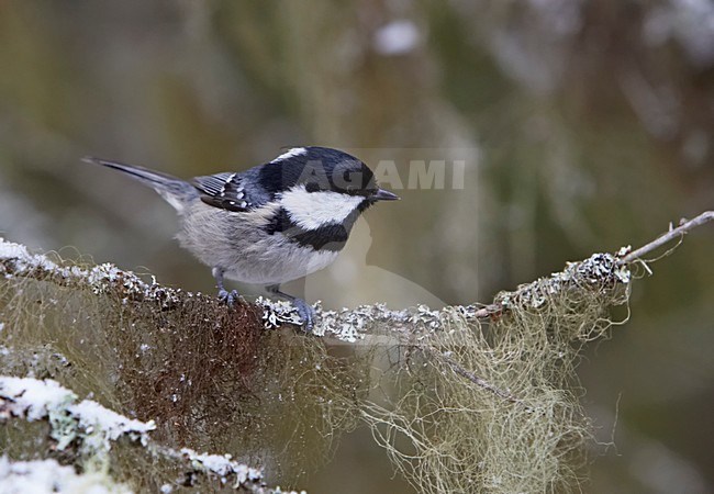 Zwarte Mees zittend op tak; Coal Tit perched on branch stock-image by Agami/Markus Varesvuo,