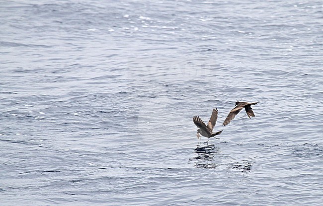 Tristram's storm petrel (Oceanodroma tristrami) in flight over the northern pacific ocean south of Japan. stock-image by Agami/Pete Morris,