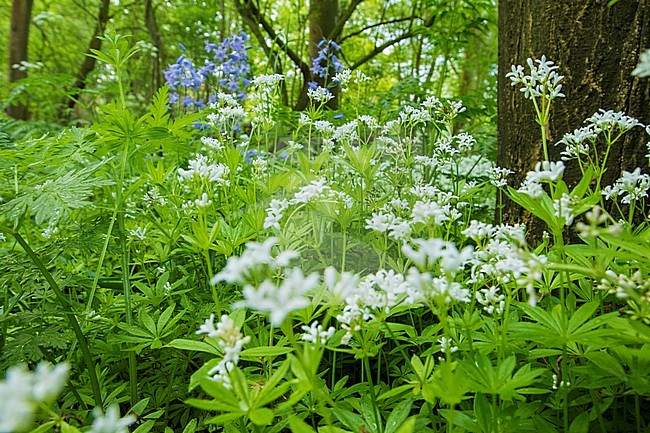 Woodruff flowers stock-image by Agami/Wil Leurs,