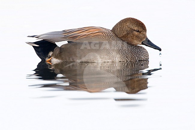 Mannetje Krakeend Nederland, Male Gadwall Netherlands stock-image by Agami/Wil Leurs,