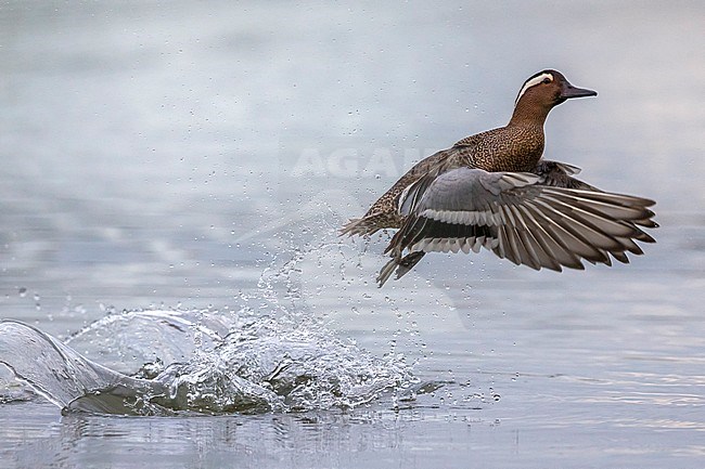 Zomertaling mannetje in vlucht; Garganey male in flight stock-image by Agami/Daniele Occhiato,