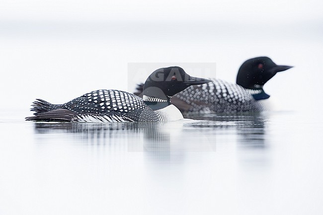 Great Northern Loon (Gavia immer), a pair swimming in the water, Northeastern Region, Iceland stock-image by Agami/Saverio Gatto,